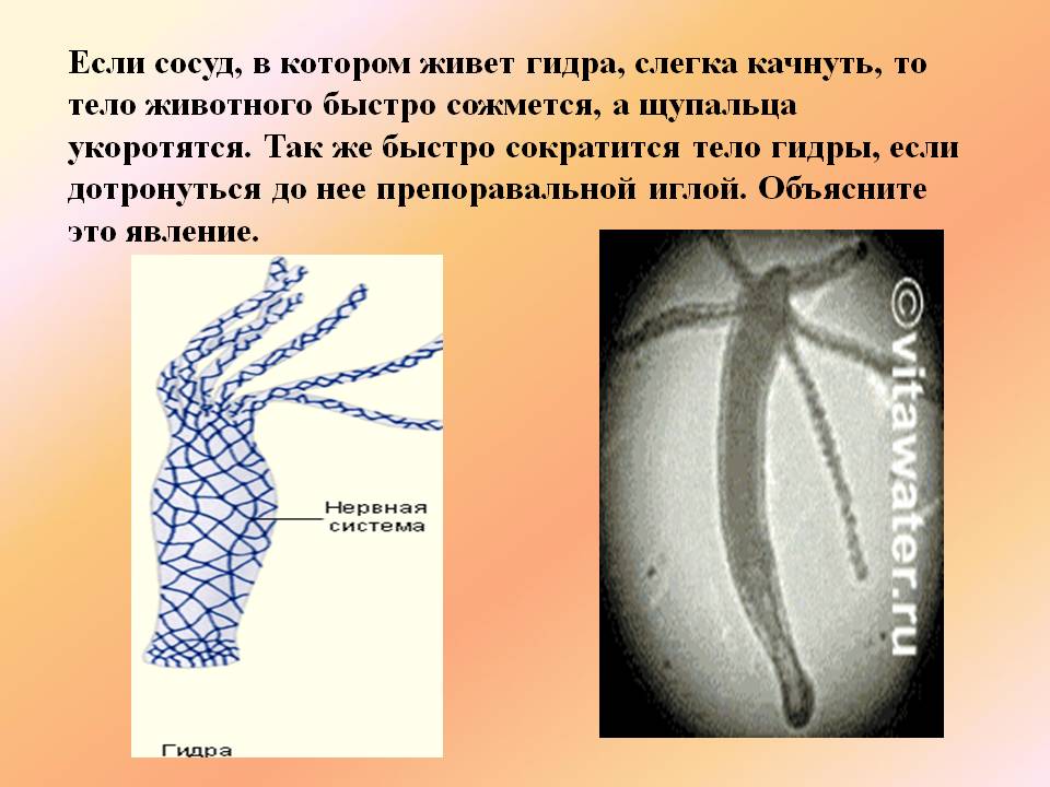 Kraken ссылка зеркало официальный сайт